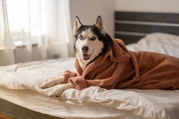 Siberian husky wearing orange bathrobe lying on white bed, posture of guest in hotel room, frame built around simple soft texture. Wide shot. Concept of bathrobe comfort of husky resting on white bed © iwavephoto