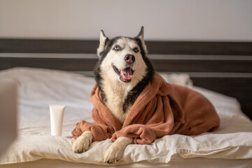 Blank white tube of pet cosmetic standing on bed beside husky, object kept simple against clean linen, mood built from light. Still life. Concept of cosmetic grooming tube beside husky lying on bed © iwavephoto