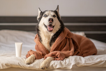 Unbranded cosmetic tube for pet brand placed near husky in robe, tube kept fully without any print, honest unposed frame. Still life. Concept of cosmetic grooming tube beside husky lying on bed © iwavephoto