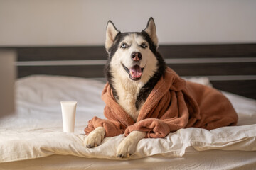 Empty cosmetic tube mockup beside Siberian husky lying on linen, package waiting for brand design, mood built from light. Still life. Concept of cosmetic grooming tube beside husky lying on bed © iwavephoto