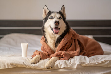 Blank white tube of pet cosmetic standing on bed beside husky, package waiting for brand design, small moment of ordinary day. Still life. Concept of cosmetic grooming tube beside husky lying on bed © iwavephoto