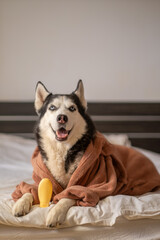 Unbranded yellow shampoo bottle beside Siberian husky on linen, bottle standing within reach of paws, space left for own label. Still life. Concept of shampoo bottle standing beside husky on white bed © iwavephoto