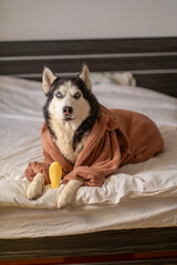 Blank shampoo bottle of pet wash near husky wrapped in robe, container ready for any pet logo, image easy for any brand to use. Still life. Concept of shampoo bottle standing beside husky on white bed © iwavephoto