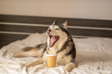 Northern dog resting on bed near brown paper cup of coffee, paper vessel left beside warm fur, frame kept clean and simple. Wide shot. Concept of coffee takeaway cup placed beside husky on white bed © iwavephoto