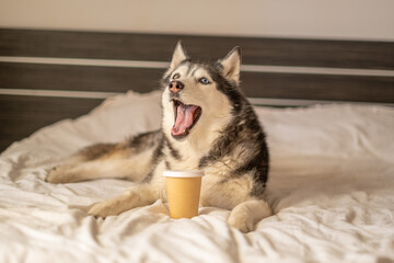 Husky lying on soft bedding next to takeaway paper coffee cup, ritual borrowed straight from humans, detail worth whole shot. Wide shot. Concept of coffee takeaway cup placed beside husky on white bed © iwavephoto