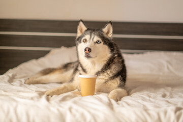 Paper cup of coffee standing on white bed beside Siberian husky, paper vessel left beside warm fur, simple scene. Wide shot. Concept of coffee takeaway cup placed beside husky on white bed © iwavephoto