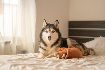 Siberian husky playing with soft orange plush toy on white bed, figure kept close without single bite, game that needs no park. Wide shot. Concept of playing husky keeping plush toy on soft bed © iwavephoto