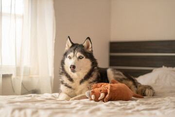Husky playing with orange stuffed plush toy on soft bed linen, friendship between animal and stuffed figure, scene for pet toy brand. Wide shot. Concept of playing husky keeping plush toy on soft bed © iwavephoto