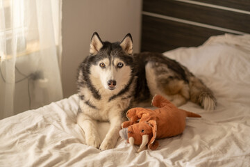 Siberian husky playing with soft orange plush toy on white bed, figure kept close without single bite, frame for pet shop campaign. Wide shot. Concept of playing husky keeping plush toy on soft bed © iwavephoto