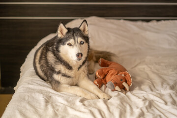 Northern dog playing with favourite plush toy on bedroom bed, figure kept close without single bite, minute that builds real trust. Wide shot. Concept of playing husky keeping plush toy on soft bed © iwavephoto