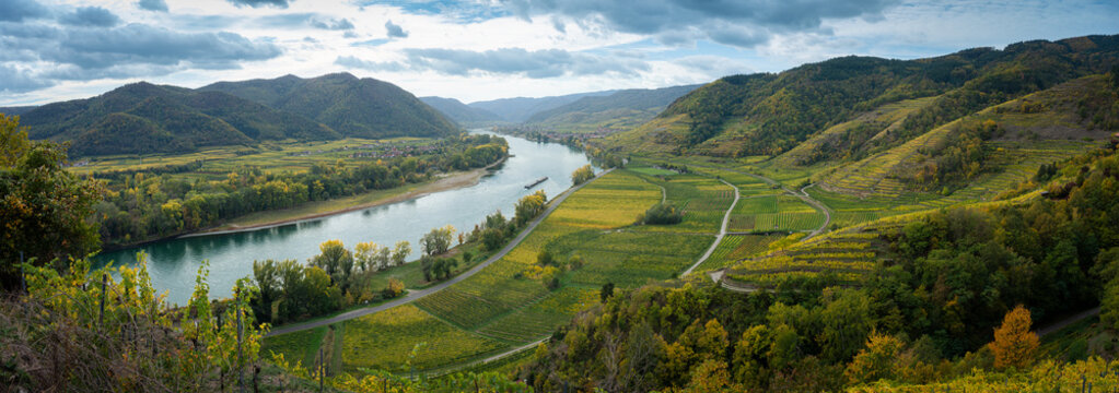 Panoramic view over golden autumn vineyards and Danube river loop with barge in Wachau valley Austria