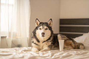 White cosmetic tube without label on bed beside Siberian husky, tube kept fully without any print, mockup instead of flat lay. Still life. Concept of cosmetic product mockup standing beside calm husky © iwavephoto