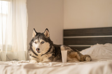 Empty cosmetic tube mockup on bright bed linen beside husky, packaging shown inside real home scene, space left for own label. Still life. Concept of cosmetic product mockup standing beside calm husky © iwavephoto