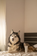 Empty cosmetic tube mockup on bright bed linen beside husky, tube kept fully without any print, frame kept clean and simple. Still life. Concept of cosmetic product mockup standing beside calm husky © iwavephoto