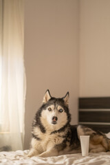 White cosmetic tube without label on bed beside Siberian husky, blank surface ready for own label, space left for own label. Still life. Concept of cosmetic product mockup standing beside calm husky © iwavephoto