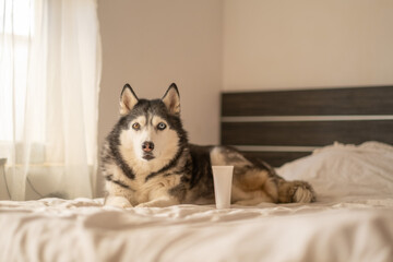 White cosmetic tube without label on bed beside Siberian husky, tube kept fully without any print, mood built from light. Still life. Concept of cosmetic product mockup standing beside calm husky © iwavephoto