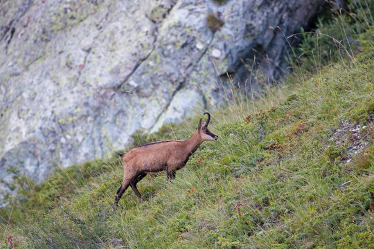 Alpine chamois walking up a steep rocky mountain meadow slope in daylight