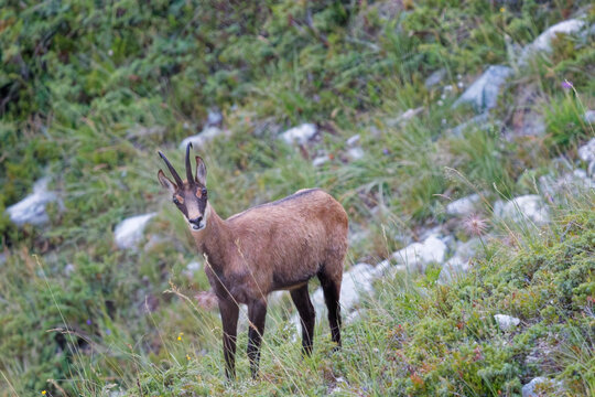 Alert chamois standing on a grassy alpine mountain slope looking at camera