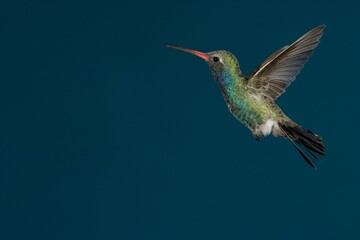 Broad-billed hummingbird in flight © willtu