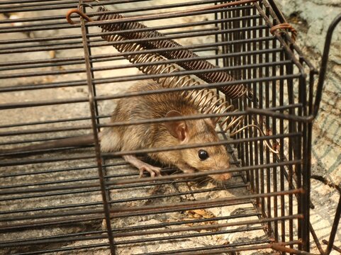 A little mouse trapped inside a mouse trap.