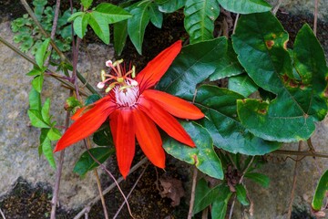 Red passion flower among leaves in Da Lat Vietnam © IbragimovN