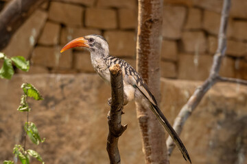 Red-billed hornbill, bird close-up. © lapis2380