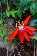 Red passion flower among leaves in Da Lat Vietnam © IbragimovN