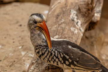 Red-billed hornbill, bird close-up. © lapis2380