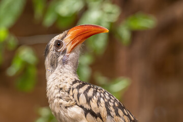 Red-billed hornbill, bird close-up. © lapis2380