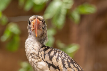 Red-billed hornbill, bird close-up. © lapis2380