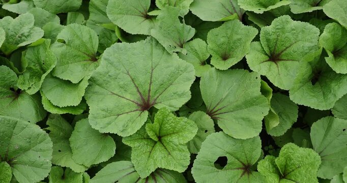 Malva crispa grow in the garden