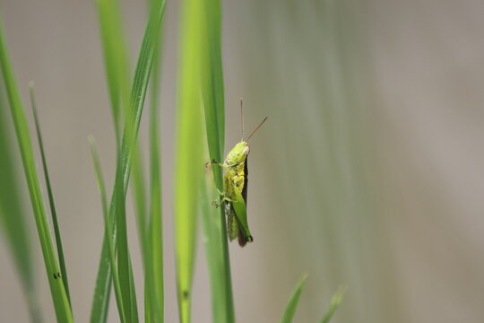 Green grasshopper clinging to a grass blade against a blurred background with copy space