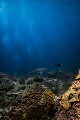 Blacktip reef shark swimming upward along reef wall in deep ocean water. © PIPE DIVE UNDERWATER