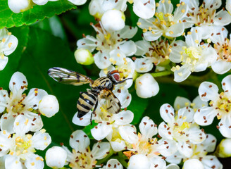 A fly of the species Otites formosa (family Ulidiidae) collecting nectar on a hawthorn (Crataegus) inflorescence. © Oleg Kovtun