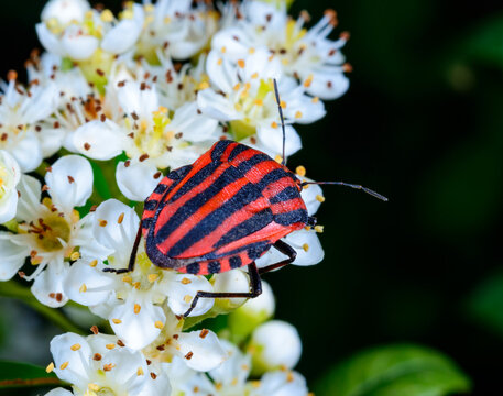 A close-up photograph of the Italian striped bug (Graphosoma italicum) on an inflorescence of white flowers.