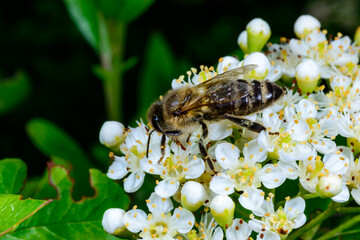 The honey bee (Apis mellifera) collecting nectar from an inflorescence of scarlet firethorn (Pyracantha coccinea). © Oleg Kovtun