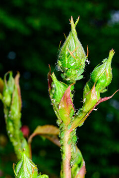 Severe infestation of a young rose shoot by a colony of rose aphids (Macrosiphum rosae).