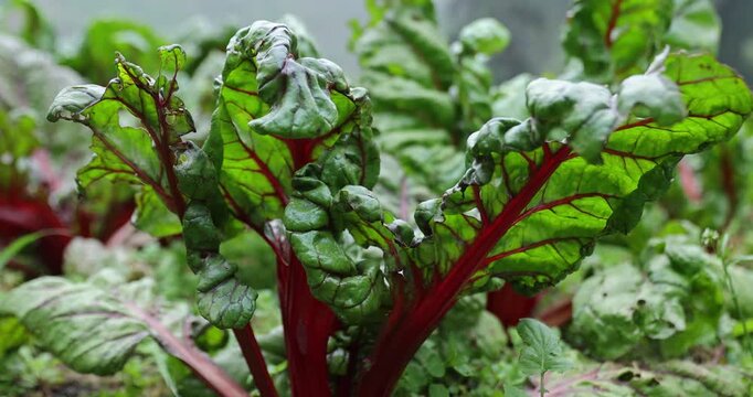 Swiss chard grow in vegetable garden
