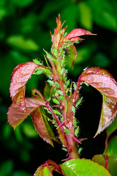 Severe infestation of a young rose shoot by a colony of rose aphids (Macrosiphum rosae).