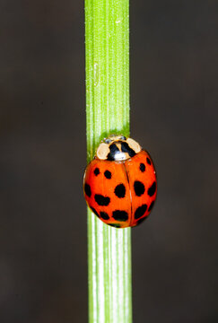 Asian lady beetle (Harmonia axyridis), clinging to a vertical green plant stem.