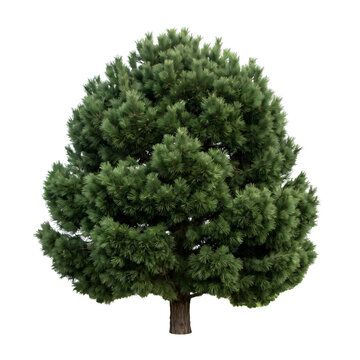 Green Pine Tree Isolated on Transparent Background PNG