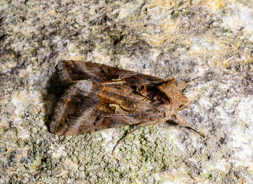 A gamma moth (Autographa gamma), belonging to the family Noctuidae (owlet moths).