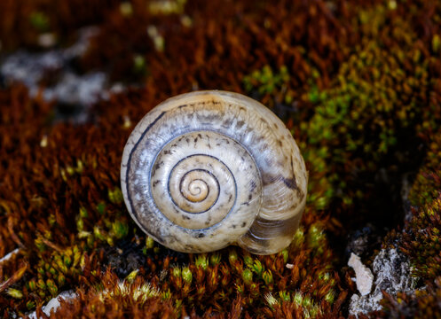 A shell of a terrestrial gastropod mollusk, whose morphological characteristics indicate its probable classification within the family Geometrid, possibly belonging to the genus Cernuella or Xeropicta