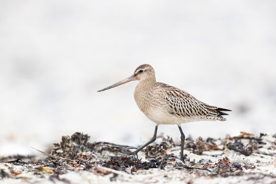 first year or juvenile bar-tailed godwit (limosa lapponica) in winter plumage walking at the shore of Heligoland in German Bight