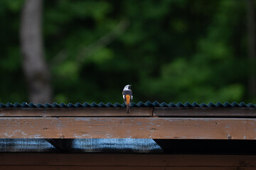 Naklejka premium Small hummingbird perched on wooden roof edge against blurred green forest background, creating quiet wildlife scene with natural evening atmosphere and soft focus