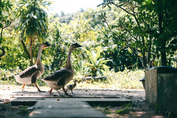 Two geese walk along sunlit garden path beside lush tropical foliage, creating peaceful outdoor scene with natural texture and gentle movement in warm daylight © chokniti