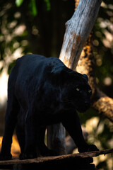 Black panther standing on fallen branch in shaded forest, displaying powerful posture and intense gaze amid natural woodland light © chokniti