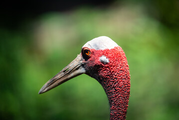 Naklejka premium Red crowned crane portrait with long beak and vivid plumage against blurred green natural background, highlighting bird alert expression and distinctive head detail