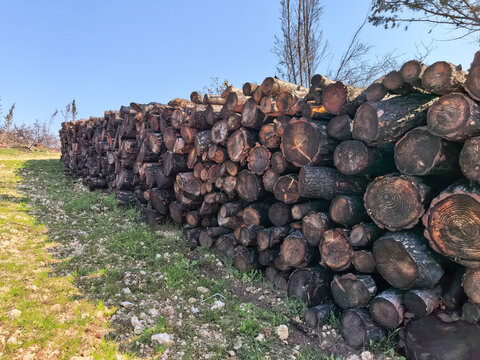 Pile of chopped pine wood logs stacked outdoors in the forest. A large pile of freshly cut and stacked pine wood logs lying on the grassy ground, prepared for timber production or firewood.