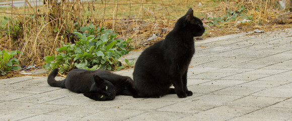 Zwei schwarze Katzen sitzen und liegen auf einem gepflasterten Gehweg im Freien © Okratek